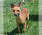 Small #2 Vizsla Mix