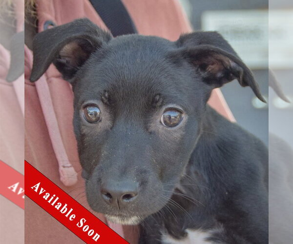 Medium Photo #1 American Staffordshire Terrier-Unknown Mix Puppy For Sale in Huntley, IL, USA