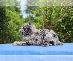 Small #5 Poodle (Toy)