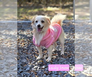 Australian Shepherd-Chihuahua Mix Dogs for adoption in Albemarle, NC, USA