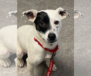 Stella - Female Mutt Dog for Adoption - Photo #2