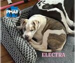 Small American Pit Bull Terrier