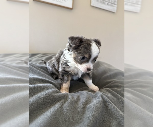 Medium Photo #6 Chihuahua Puppy For Sale in MARCUS, IA, USA