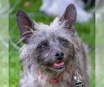 Small #7 Cairn Terrier Mix