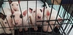 Small Photo #51 Bull Terrier Puppy For Sale in JACKSON, MI, USA
