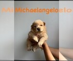 Puppy MichealAngelo Chow Chow