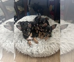Small Photo #14 Chihuahua Puppy For Sale in SAN DIEGO, CA, USA