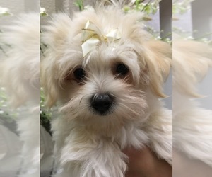Morkie-Poodle (Toy) Mix Puppy for sale in SARASOTA, FL, USA