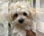 Small Morkie-Poodle (Toy) Mix