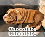 Puppy Chocolate English Bulldog