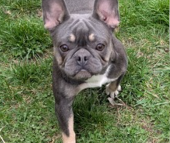 Medium Photo #1 French Bulldog Puppy For Sale in GOSHEN, IN, USA