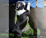 Small Photo #23 Boston Terrier Puppy For Sale in WINNSBORO, TX, USA