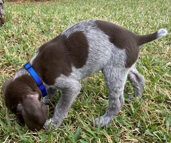 Medium Photo #3 German Shorthaired Pointer Puppy For Sale in SUMMERVILLE, SC, USA