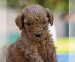 Small #4 Goldendoodle