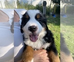 Puppy Minty Bernese Mountain Dog