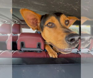 German Pinscher-Unknown Mix Dogs for adoption in Woodland Hills, CA, USA