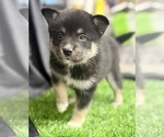 Puppy 3 Pomsky-Shiba Inu Mix