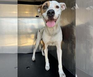 American Staffordshire Terrier-Unknown Mix Dogs for adoption in San Antonio, TX, USA