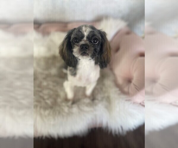 Medium Photo #1 Shih Tzu Puppy For Sale in STUART, FL, USA