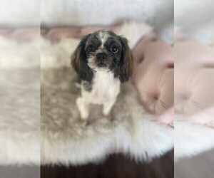 Shih Tzu Puppy for sale in STUART, FL, USA