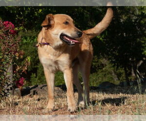 Golden Retriever Dogs for adoption in San Andreas, CA, USA