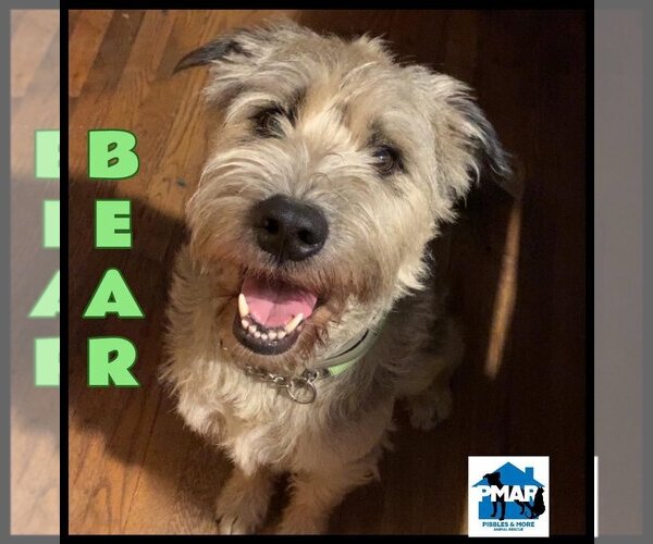 Medium Photo #1 Unknown-Wheaten Terrier Mix Puppy For Sale in Binghamton, NY, USA