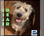 Small Wheaten Terrier Mix