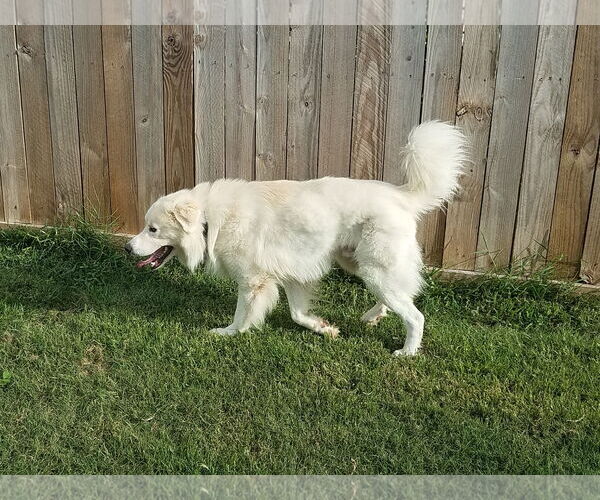 Medium Photo #5 Great Pyrenees-Unknown Mix Puppy For Sale in Houston, TX, USA