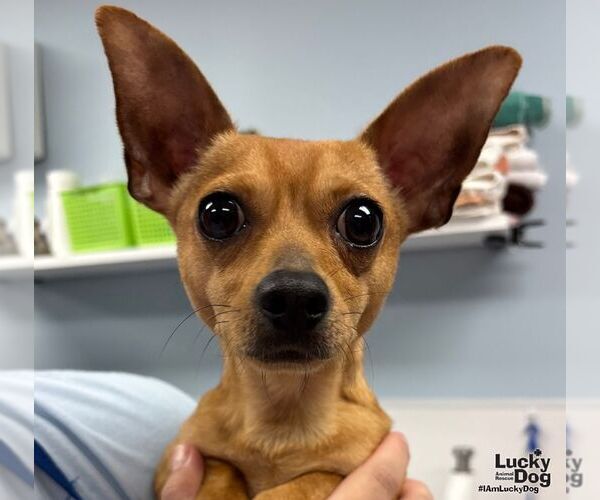 Medium Photo #1 Chihuahua-Unknown Mix Puppy For Sale in Washington, DC, USA