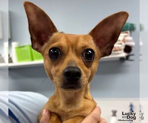 Chihuahua-Unknown Mix Dogs for adoption in Washington, DC, USA