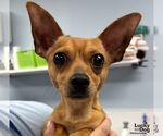 Small Chihuahua Mix