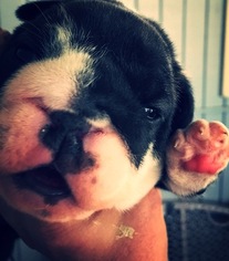 English Bulldogge Puppy for sale in CALDWELL, TX, USA