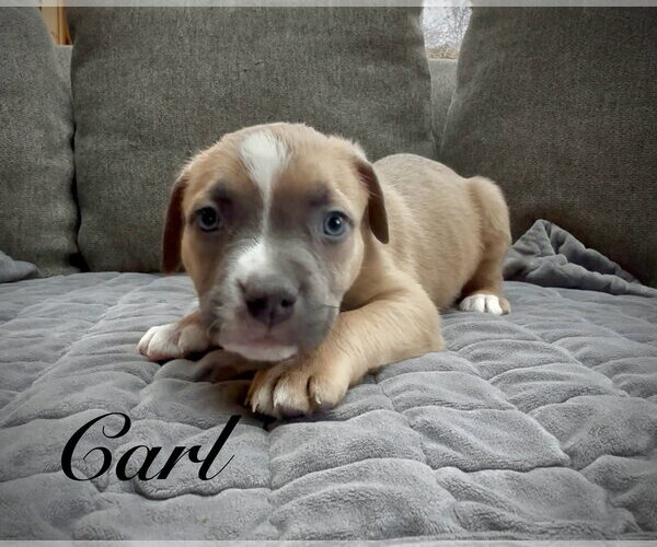Medium Photo #8 Mutt Puppy For Sale in Sequim, WA, USA