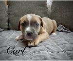 Small #7 Mutt