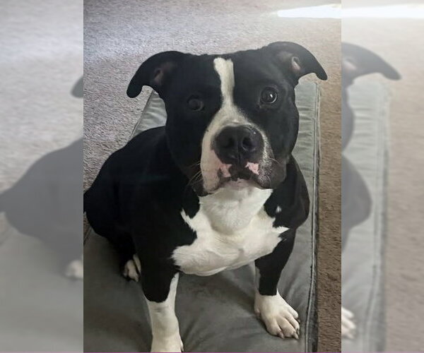 Medium Photo #1 Bulldog-Unknown Mix Puppy For Sale in Matawan, NJ, USA