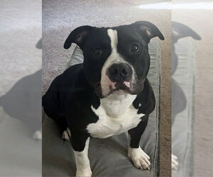 Bulldog-Unknown Mix Dogs for adoption in Matawan, NJ, USA