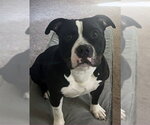 Small Bulldog Mix