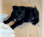 Small #1 German Shepherd Dog Mix