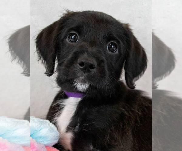 Medium Photo #1 Labrador Retriever-Unknown Mix Puppy For Sale in Kennesaw, GA, USA