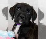 Small Labrador Retriever Mix