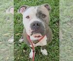 Small American Staffordshire Terrier