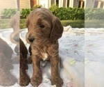 Small Photo #3 Goldendoodle Puppy For Sale in GRAHAM, WA, USA