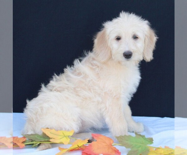Medium Photo #3 Labradoodle Puppy For Sale in FREDERICKSBURG, OH, USA