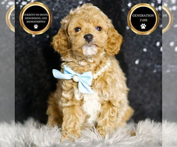 Medium Photo #121 Goldendoodle (Miniature) Puppy For Sale in WARSAW, IN, USA