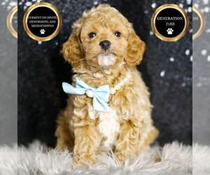 Medium Goldendoodle (Miniature)