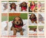 Image preview for Ad Listing. Nickname: Buster