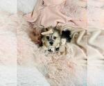 Small #10 Morkie