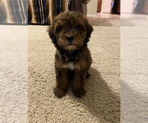 Bernedoodle-Poodle (Standard) Mix Puppy for sale in BURLESON, TX, USA