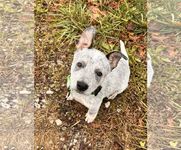 Medium Photo #2 Mutt Puppy For Sale in Garden City, NY, USA