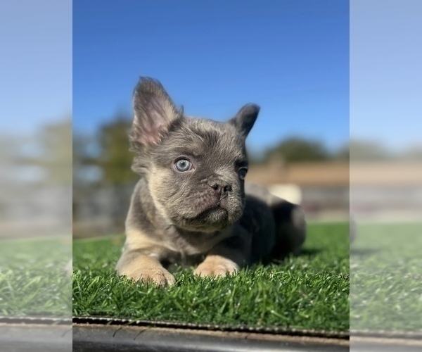 Medium Photo #14 French Bulldog Puppy For Sale in LOS ANGELES, CA, USA